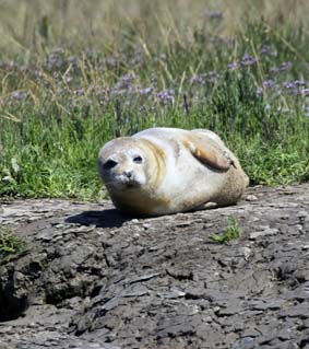 seal tours in harwich ma