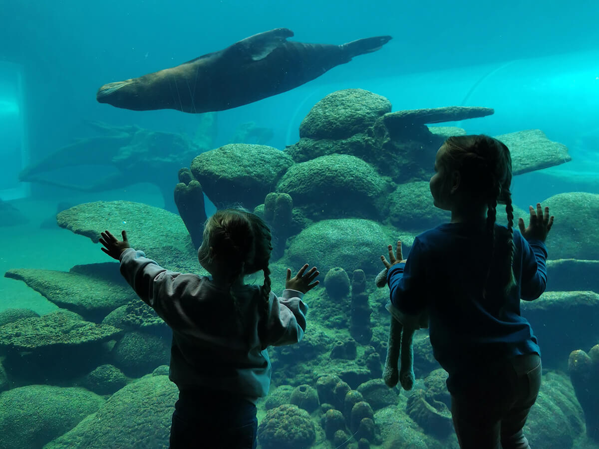 Sea lion at Colchester Zoo